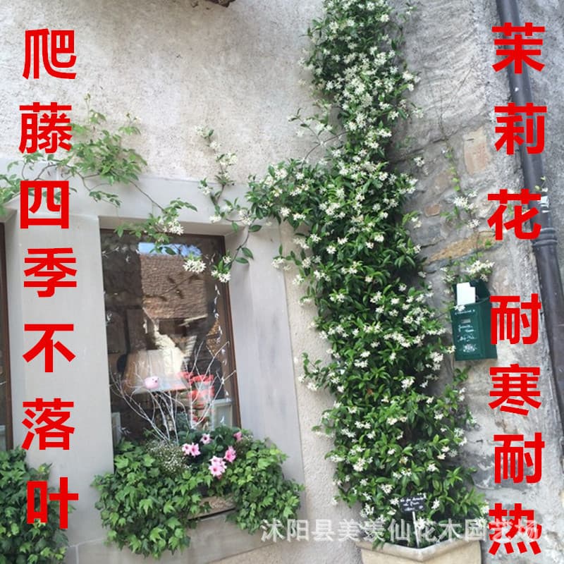 Large climbing Trachelospermum jasminoides for courtyard, pot or ground planting, silver-veined windmill jasmine seedlings