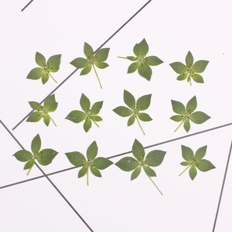Golden Leaf Rabbit Ear Grass Pressed Dried Flowers Natural Dried Flower Phone Case Plant Specimen 12-Pack