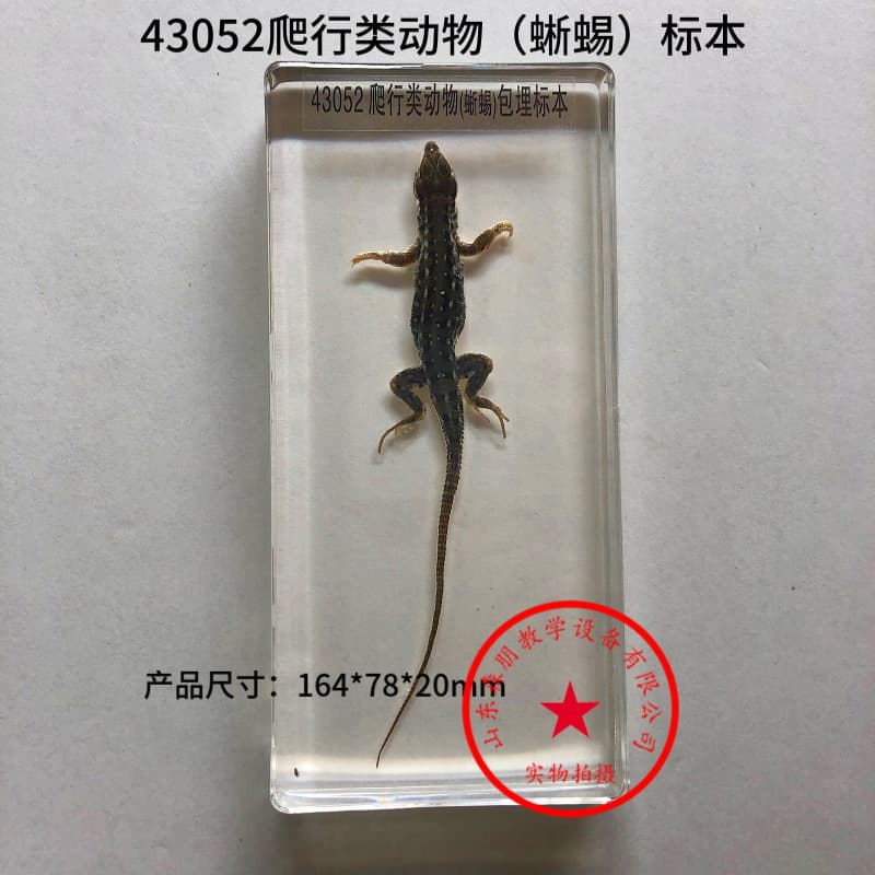 Embedded reptile specimen (snake or lizard) J43052, biological experiment equipment, teaching instrument.