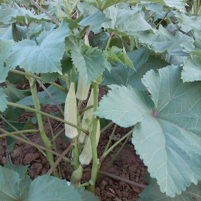 The manufacturer supplies okra and yellow sunflower corner craft pendants, craft ornaments, large quantities and excellent cultural and creative ornaments.