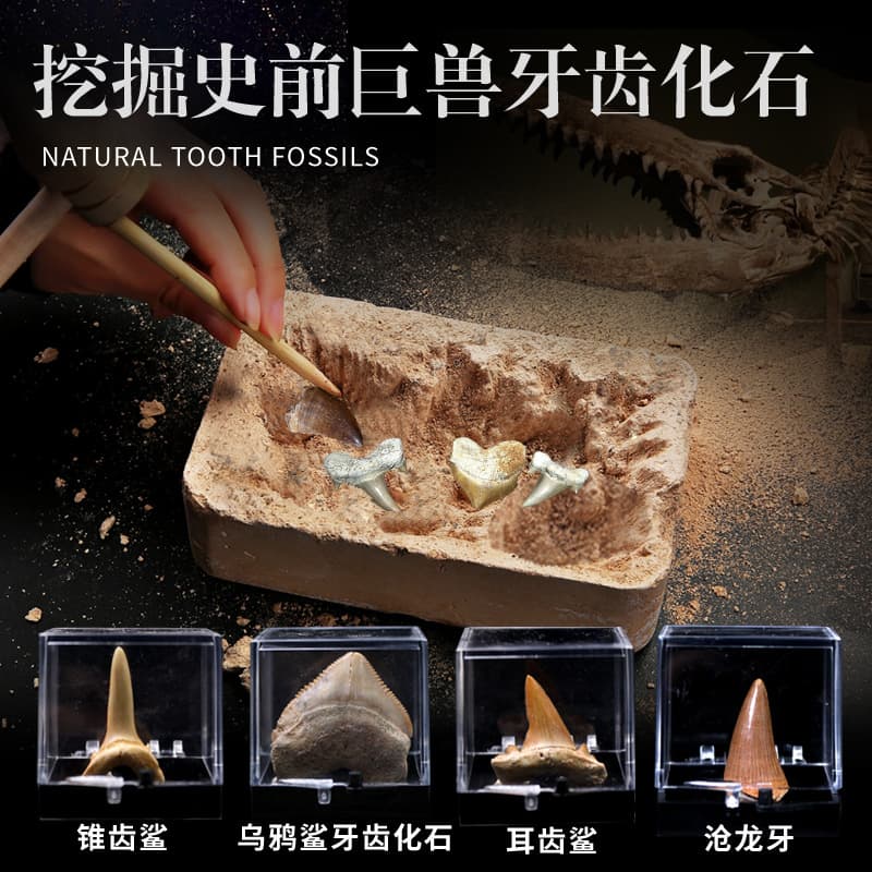 Archaeological excavation 4 types of tooth fossils including Mosasaur tooth, shark tooth, paleontological fossil specimen children's gift.