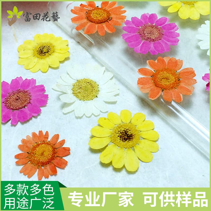 Natural Chrysanthemum Daisy Pressed Dried Flower Plant Specimen, Resin DIY Phone Case Pressed Flower Material, Custom Dyeing