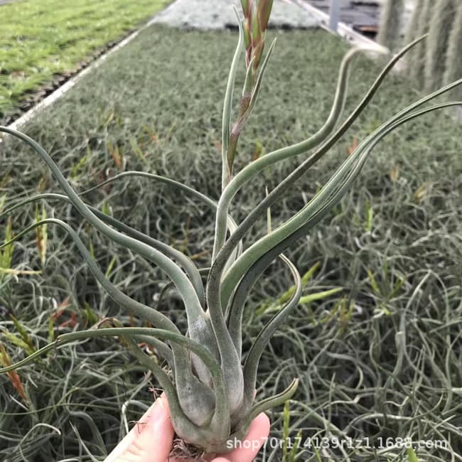 Air Plant Soilless Plants, Low-Maintenance Air Pineapple with Striking Medusa Form, Wholesale from Base