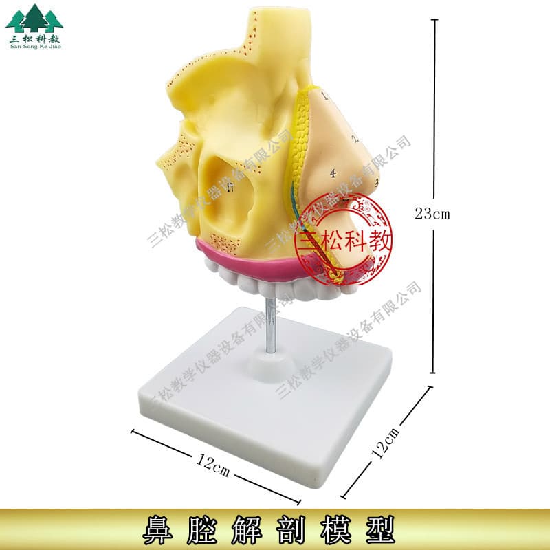 Imported Nasal Cavity Anatomy Model Oral Nose Model ENT Model Human Nasal Cavity Model