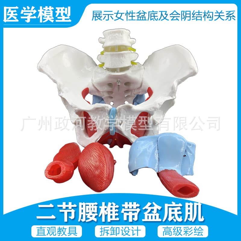 Female Pelvic Model and Pelvic Floor Muscles with Lumbar Vertebra Model Uterine Model Pelvic Delivery and Midwifery Teaching Model