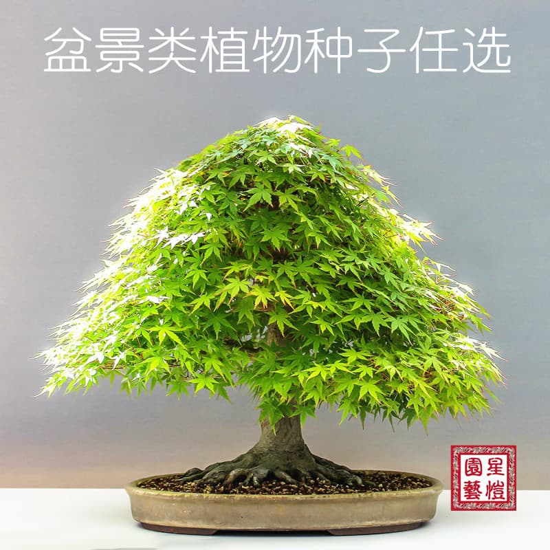 Four Seasons Flower Seeds for Garden Tree Bonsai, Easy-to-Grow Ornamental Plants for Courtyard, Bedroom, Study, New Flower Seeds