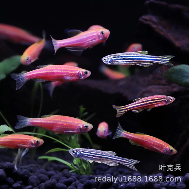 Indian Zebrafish Tropical Fish Red Zebrafish Blue Zebrafish Striped Zebrafish Small Schooling Fish Cold Water Lamp