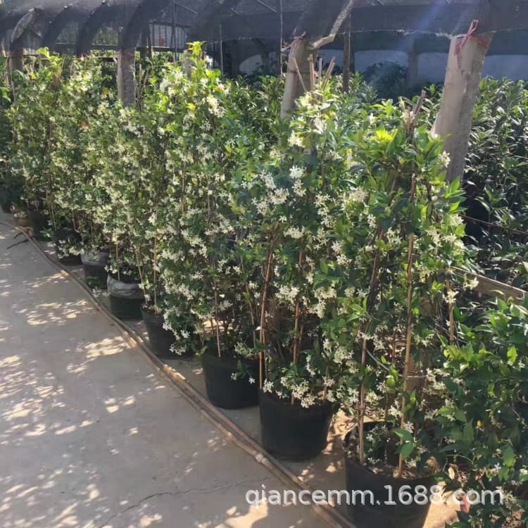 Outdoor Climbing Plant Windmill Jasmine Flower Potted Silver Jasmine Italian Stone Evergreen and Strong Fragrance All Year Round