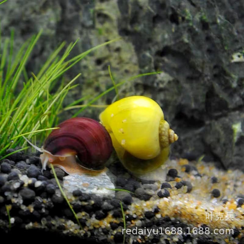 Tropical Snail Ornamental Snail Planted Tank Algae-Eating Snail Golden Snail Black Purple Stripe Snail Algae-Eating Snail
