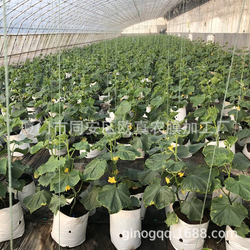 Strawberry Plastic Planting Bag, Outer White Inner Black Substrate Cultivation Bag, Thickened Anti-Aging Durable Factory Direct