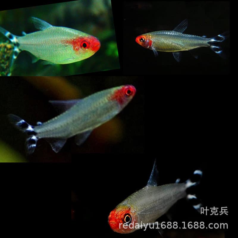 Tropical Ornamental Fish Wholesale Tropical Ornamental Fish Large Red Nose Scissor Fish Asian Red Nose School Fish