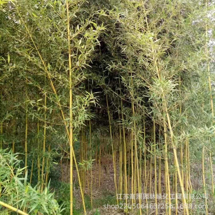 Green Bamboo Landscape Acid Soil to Neutral Soil Early Garden Bamboo Seedling Long Stem Bamboo Seedling Potted Plant