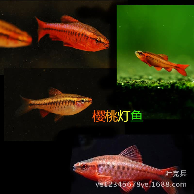 Longtail Cherry Barb, Cherry Barb, Red Rose Schooling Fish, Beautiful Jewel Fish, Aquarium Plant Tank Fish, Ornamental Fish Wholesale