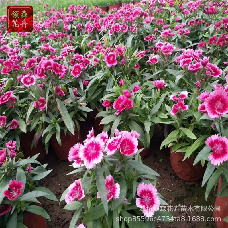 Ground cover dianthus base cup seedlings park lawn greening colorful dianthus perennial flowers ground cover dianthus seedlings