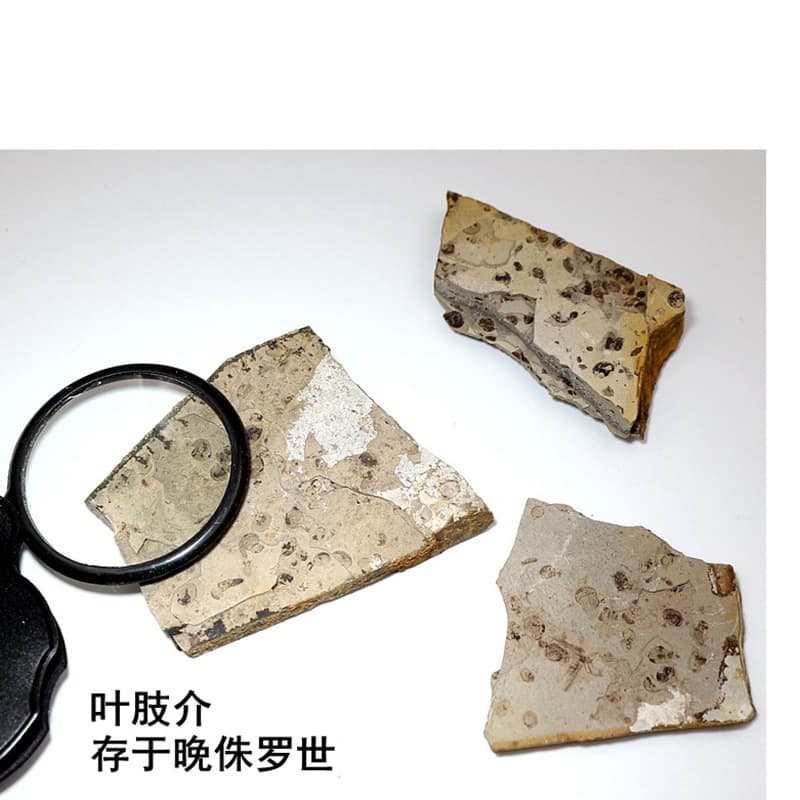 Daohugou Jurassic Paleontological Fossil Raw Stone Estheria Insect Fossil Children's Geological Science Teaching Specimen