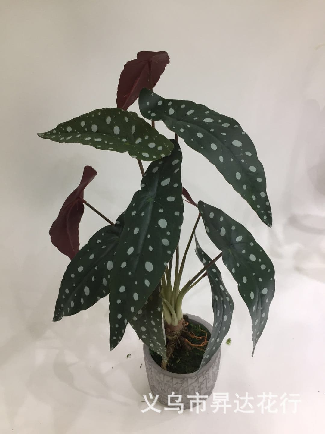 ins Nordic style simulation with root polka dots 12 trout begonia leaf potted flower arrangement decorative accessories
