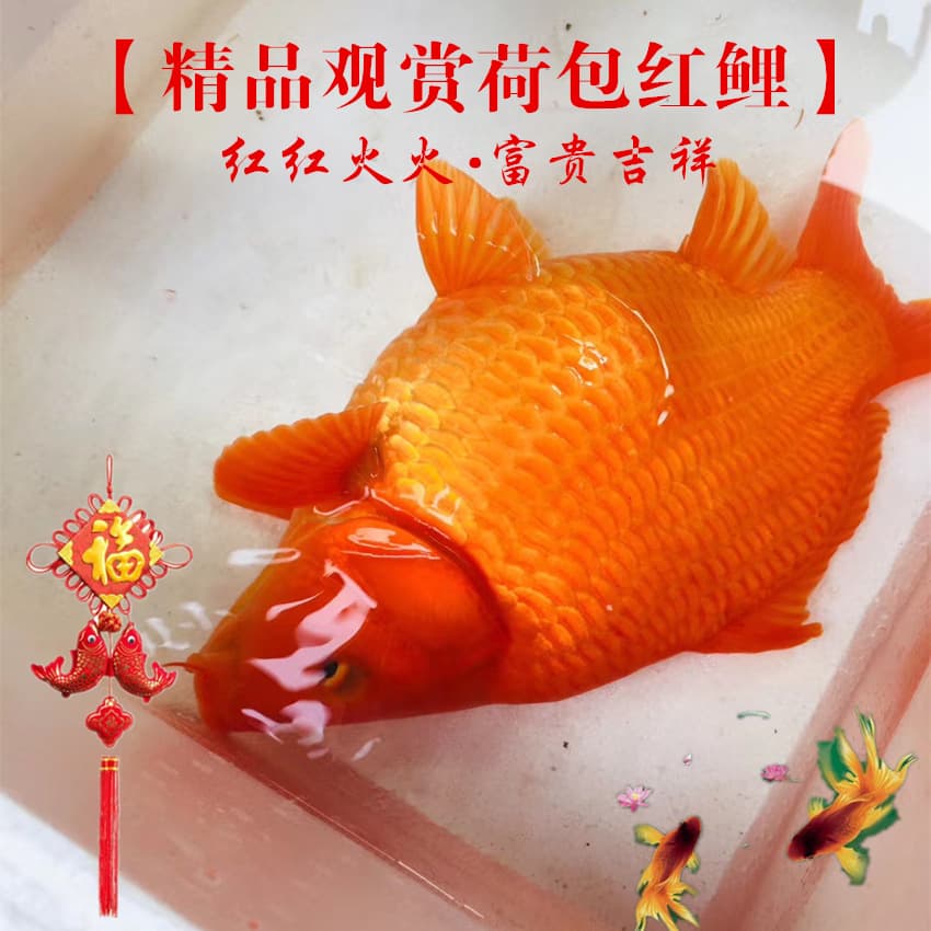 Ornamental Fish Fire Red Koi Carp Feng Shui Red Prosperity Carp Yuanbao Red Carp Fry Live Fish Wholesale