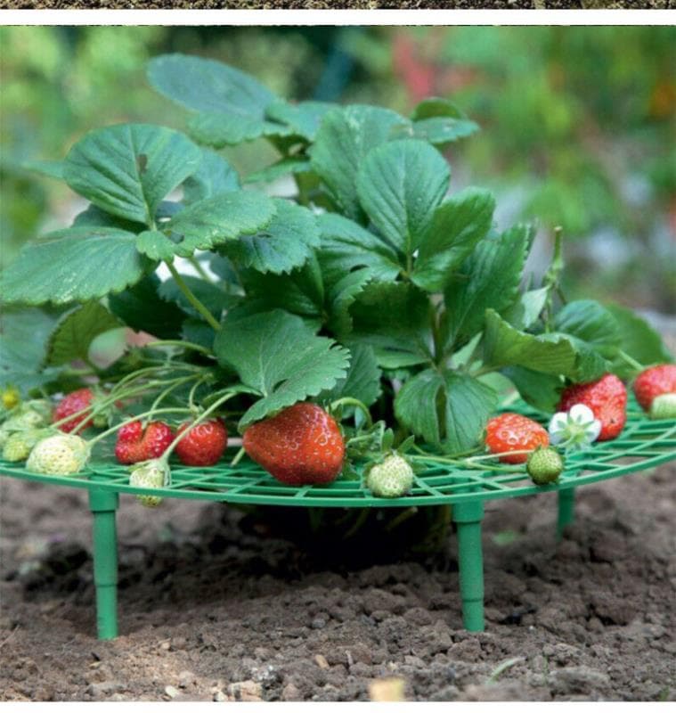 Amazon Sells Strawberry Racks, Planting Supports, Plant Climbing Trellises, Balcony Potted Plants, Gardening Supplies, Exclusively Available for Cross-Border Sales