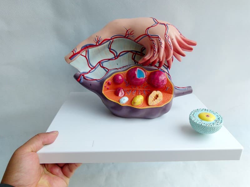 Ovarian uterus model medical gynecology teaching egg uterus model female reproductive system fertilized egg structure model