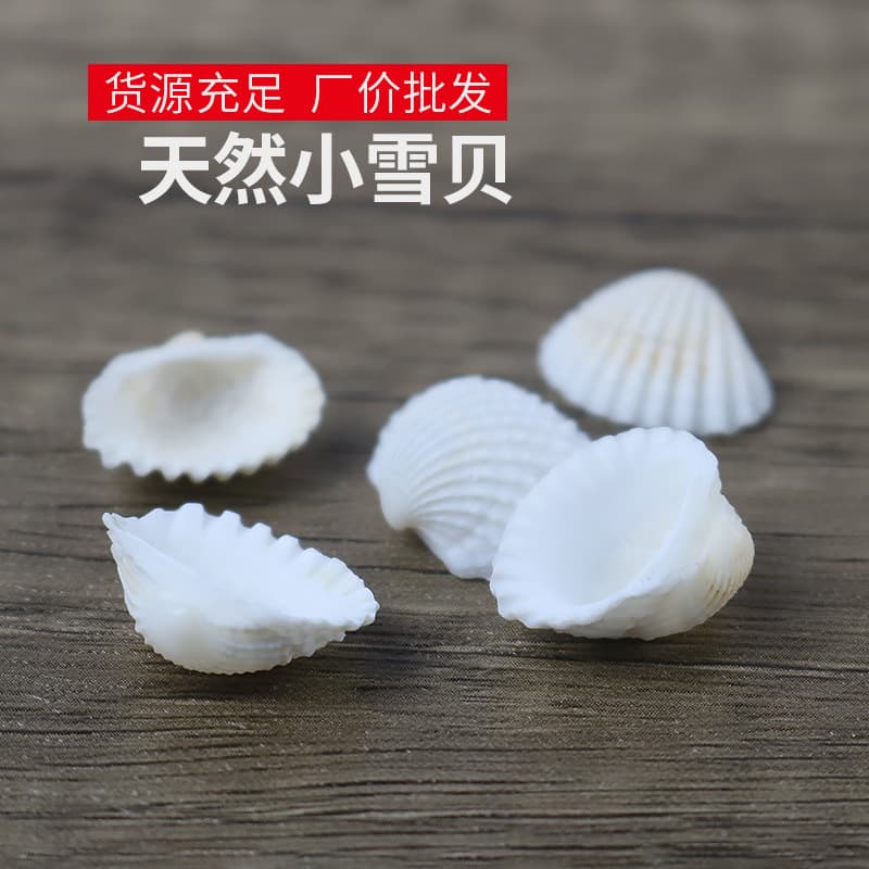Natural White Shell Snow Shell 3cm Mediterranean Home Decor Wall Sticker DIY Handmade Jewelry Material Drilled Wholesale