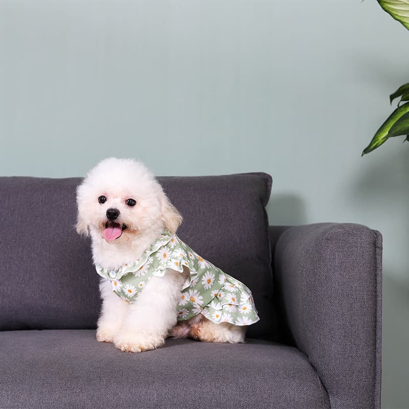 Dog Dress Internet-Famous Ins Daisy Spring Summer Style Cat Clothes Small Puppy Bichon Pet Apparel Dog Short Sleeve