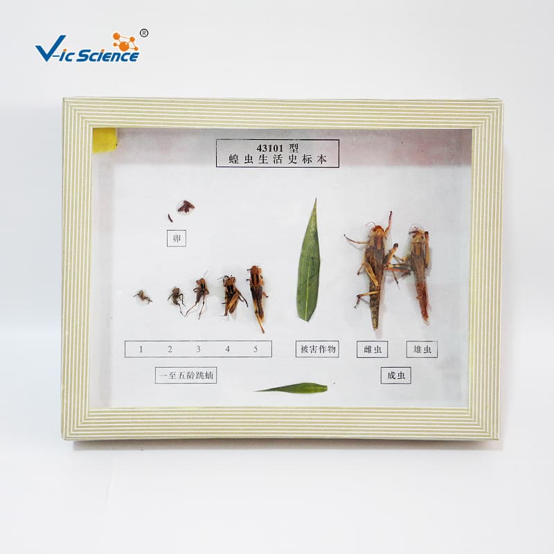 Direct Supply - Locust Life Cycle Specimen - Junior and Senior High School Biology Teaching Experiment Equipment - Insect Animal Specimen Research