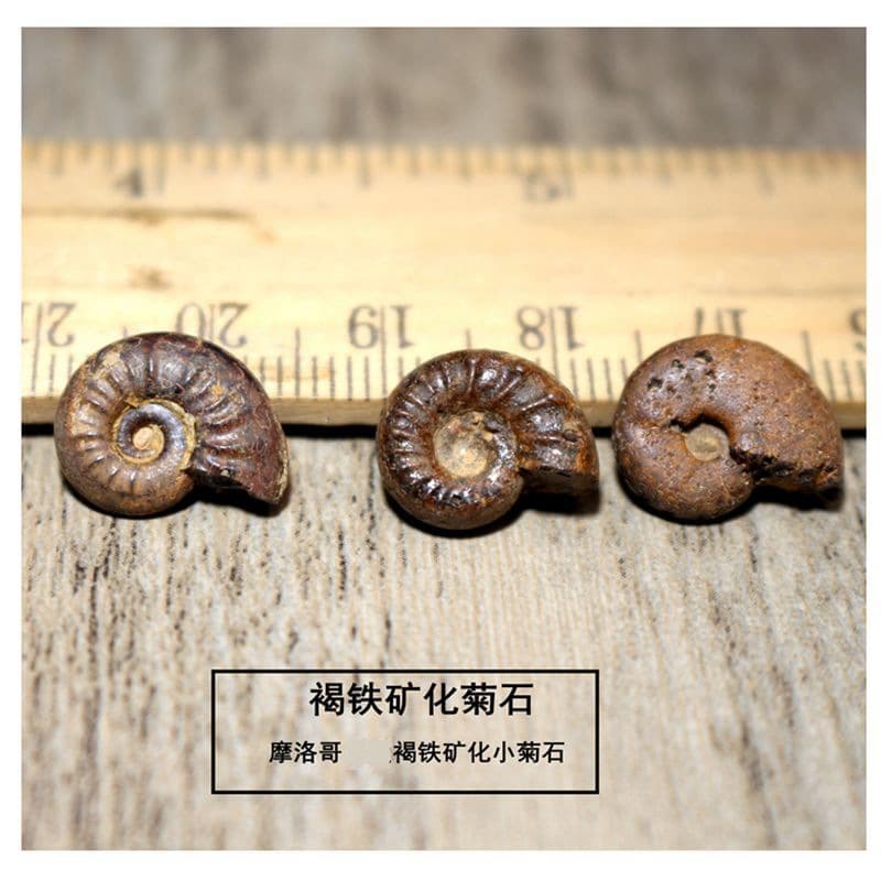 Paleontological Fossil Pyritized Ammonite Fossil Raw Stone Moroccan Ammonite Marine Animal Fossil Teaching Specimen