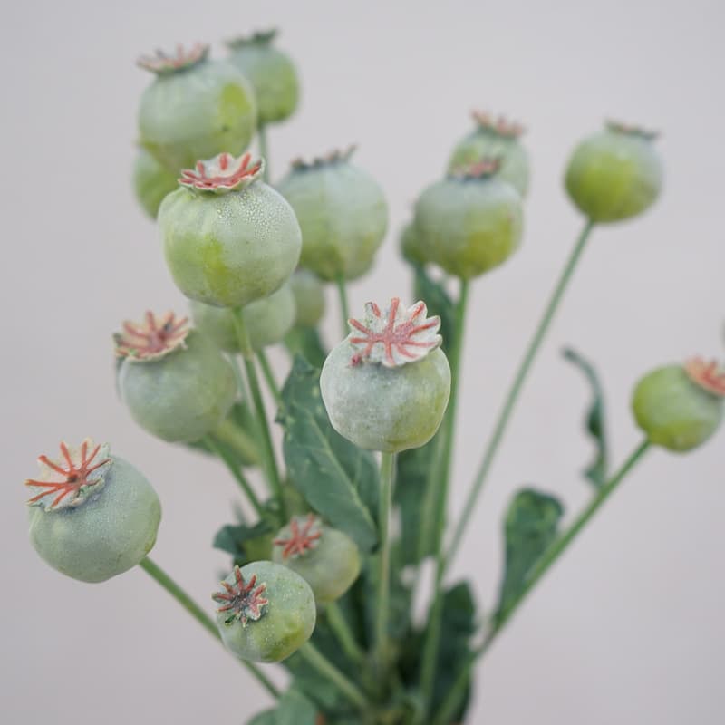 American Country-style Artificial Poppy Berry Bouquet Home Decor Fake Floral Art Nordic Photography Prop Wholesale
