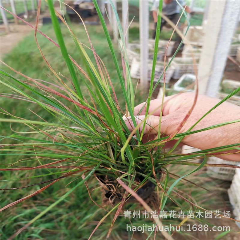 Pennisetum alopecuroides 'Little Bunny' Ornamental Grass Base Qingzhou Flower Sea Landscaping