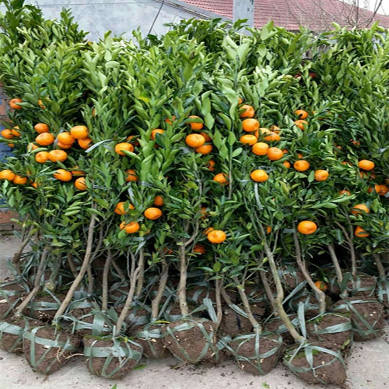 Orange saplings, sugar tangerine trees, Sihui sugar tangerine saplings, orange seedless seedless grafted fruit saplings, citrus saplings