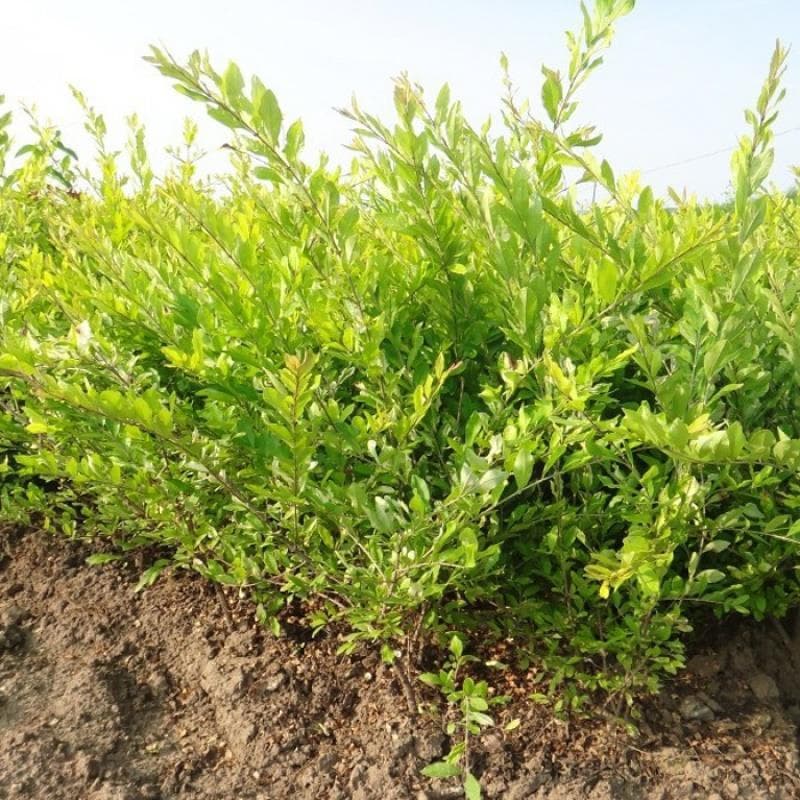 Ligustrum Vicaryi Seedlings, Landscaping Plants, Colorful Nursery Stock, Golden Vicary Privet, Hedge Species, Garden Planting, Cold-Tolerant Plants