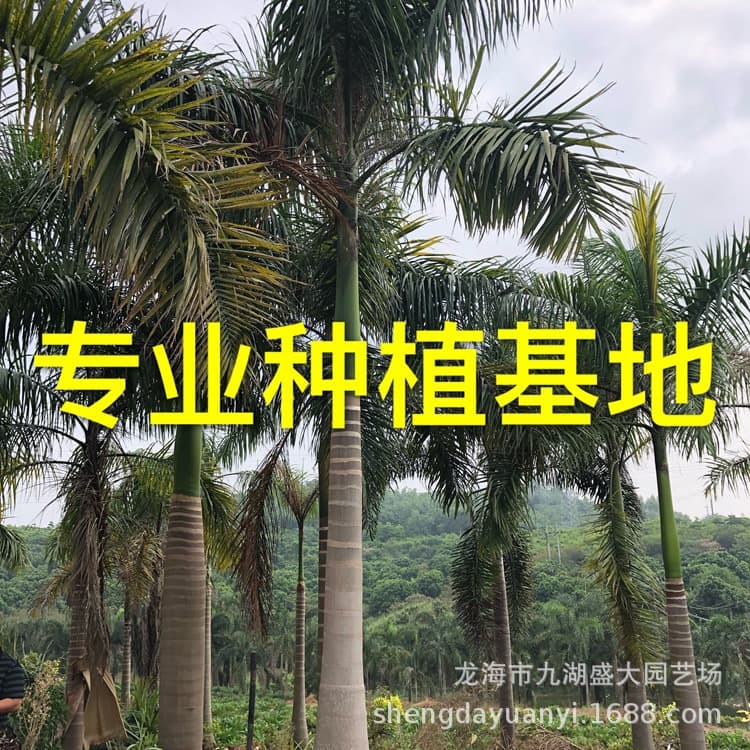 Fujian King Coconut Price Fuzhou King Coconut Quotation Guangdong King Palm Zhejiang King Coconut Wholesale