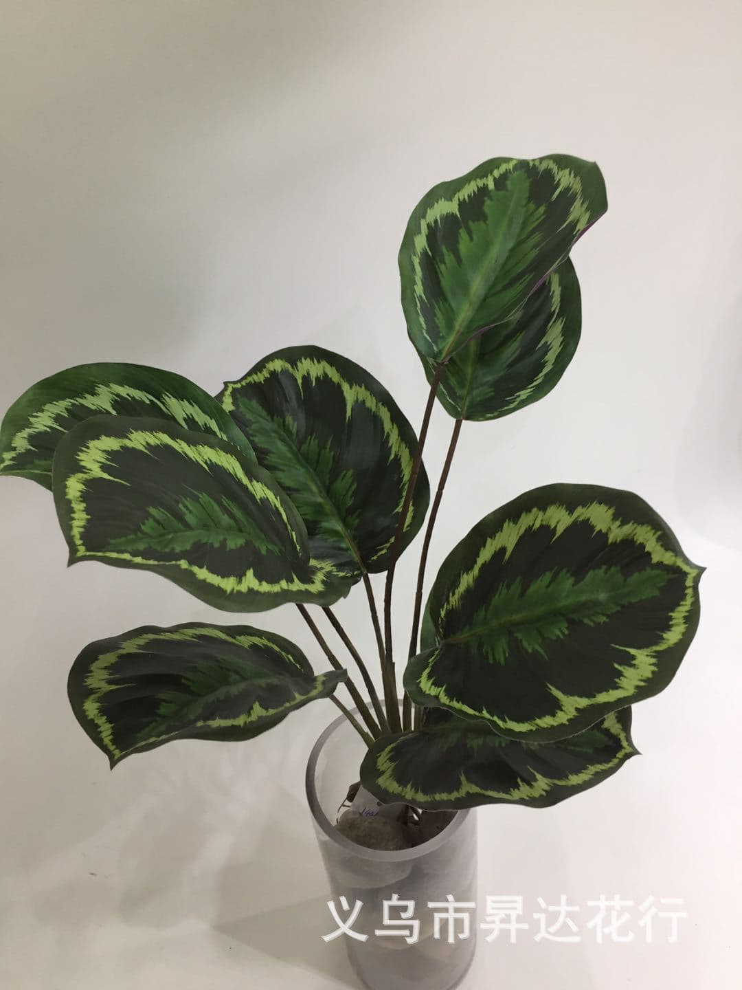 Nordic-style simulated 9-head apple leaf rainbow calathea, green apple calathea, peacock calathea hydroponic potted plant