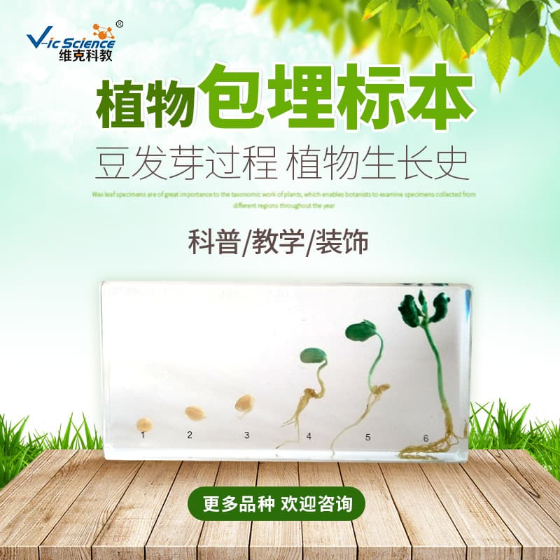 Bean Sprouting Process Embedded Specimen - Children's Educational Equipment, Plant and Animal Specimens, Plant Growth History Specimen