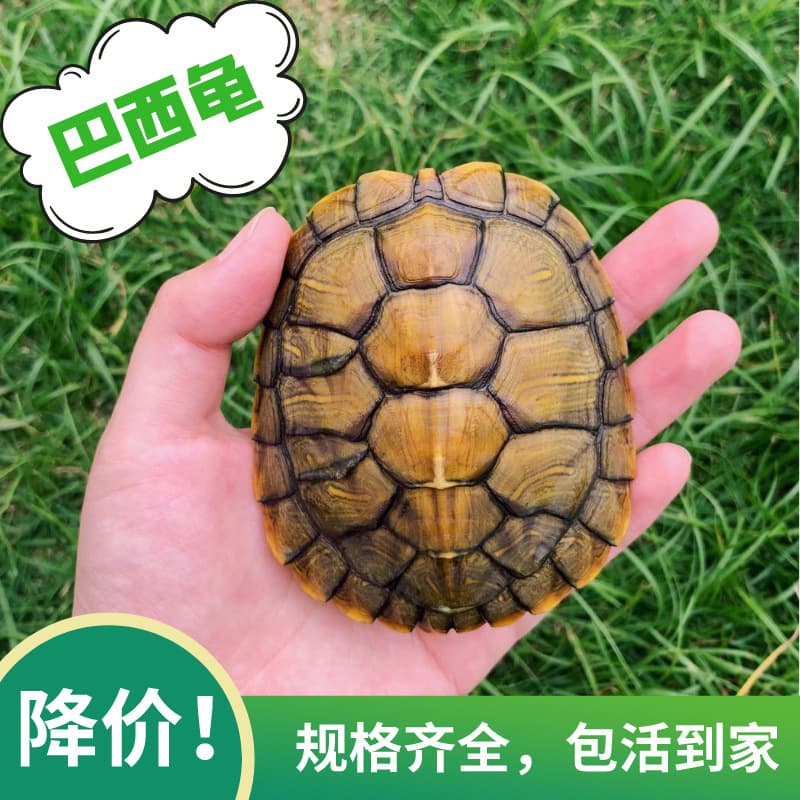 Brazilian turtle big turtle seedling Brazilian turtle seedling live pet turtle live animal green turtle ornamental wholesale street stall delivery