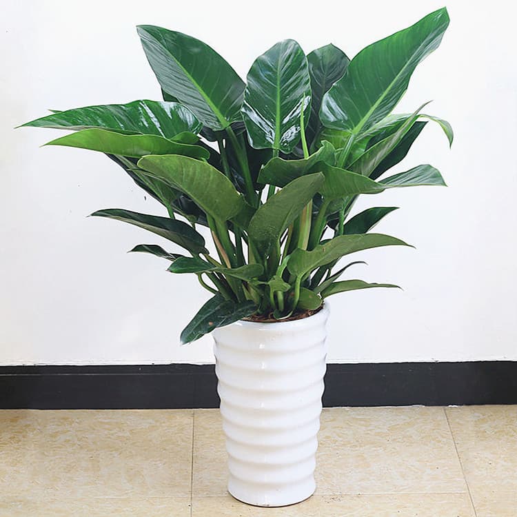Large Indoor Green Plant Philodendron Potted Evergreen Air Purifying Indoor Flower Potted Plant