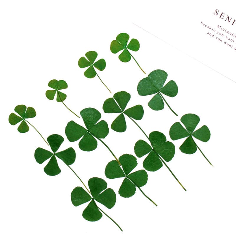 Four-Leaf Clover Pressed Dried Flower Plant Specimen Teaching Picture Frame Bookmark Handmade Children's Imprinting