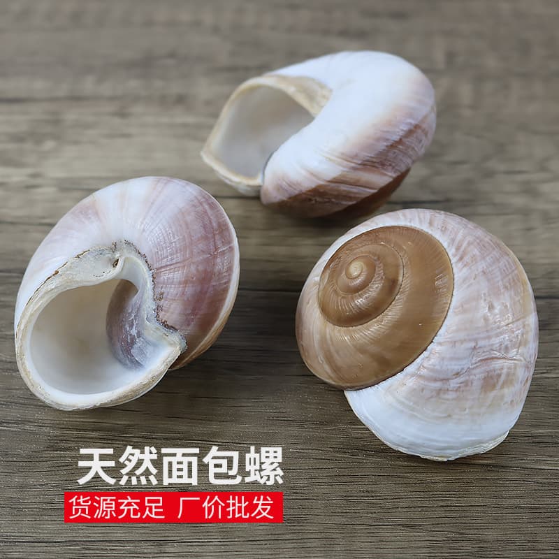 Natural Seashell Conch Bread Snail Shell Aquarium Fish Tank Decor Landscape Hermit Crab Shell Craft Specimen Wholesale