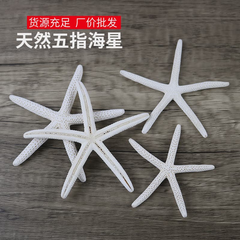 Natural Conch Shell White Five-Finger Starfish Manufacturer Wholesale Mediterranean Home Window Wall Decoration Ornaments