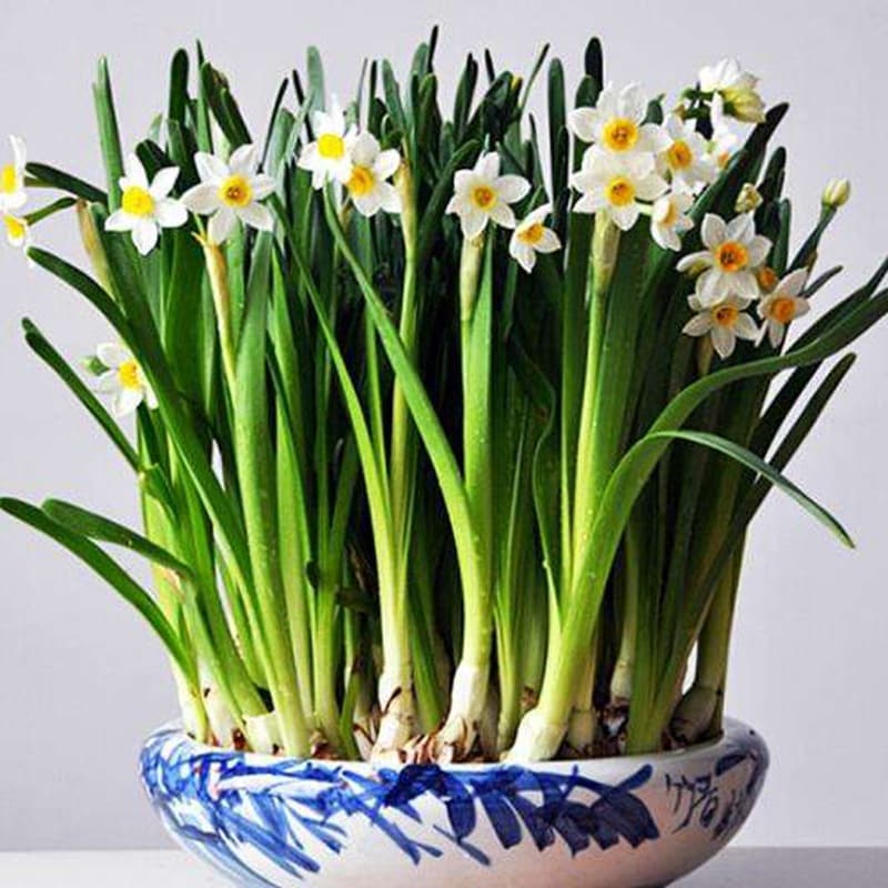 Narcissus Bulbs for Hydroponic and Potted Planting, Single and Double Petal Varieties, Green Plants, Soil or Water Cultivation, Blooms Same Year