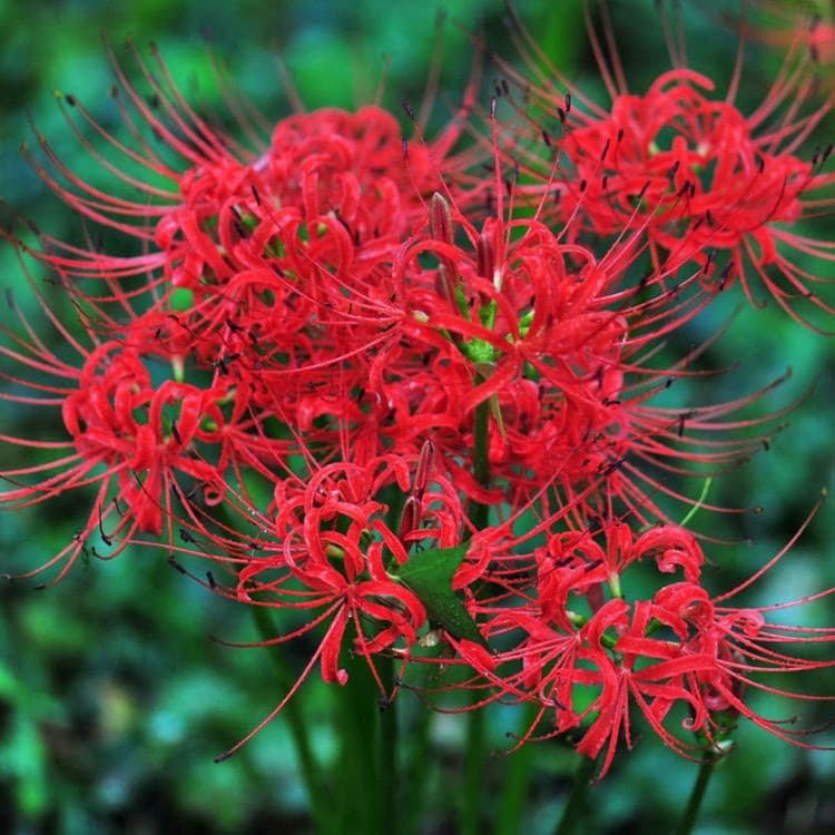 Red Spider Lily Bulbs - Lycoris radiata seeds, red flower variety, suitable for pot planting on balconies and courtyards, with sprouting bulbs.