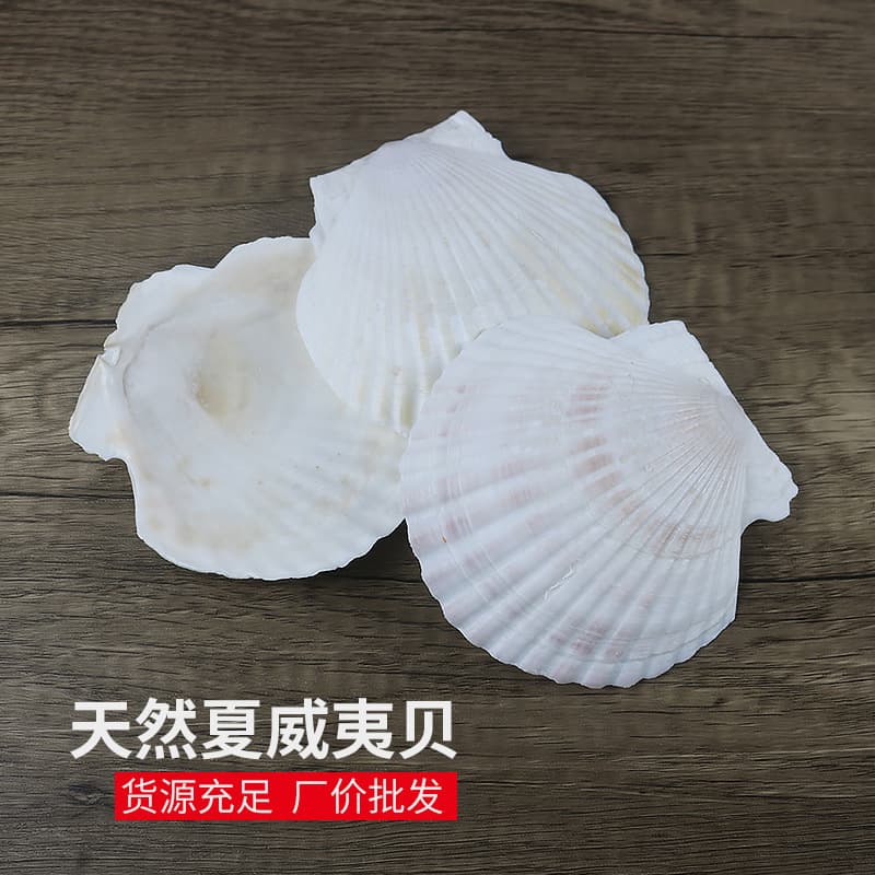 Natural Large Scallop Shells, Conch Shell Wall Art DIY, Aquarium Decor, Hawaiian Shell BBQ Fan Wholesale
