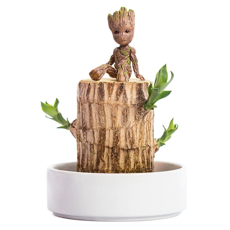 Indoor Hydroponic Plant Lucky Wood Tree Stump Desktop Potted Grout Year-round Easy To Sprout Tabletop Decoration