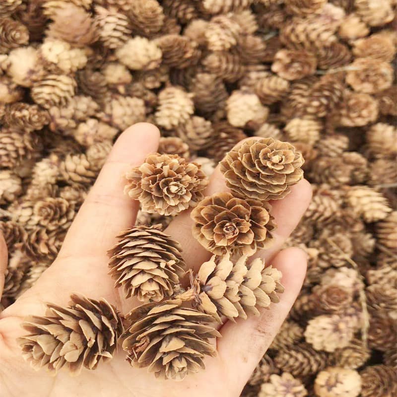 Pinecone 2-3cm Dried Pine Cone Flower Plant Christmas Decoration Ornament DIY Craft Material Festive Atmosphere