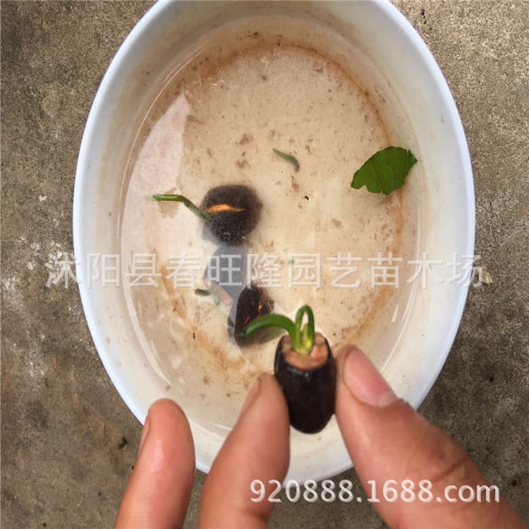 Lotus Bowl Lotus Seeds Aquatic Plant Water Lotus Seeds Hydroponic Plant Seeds Base Wholesale