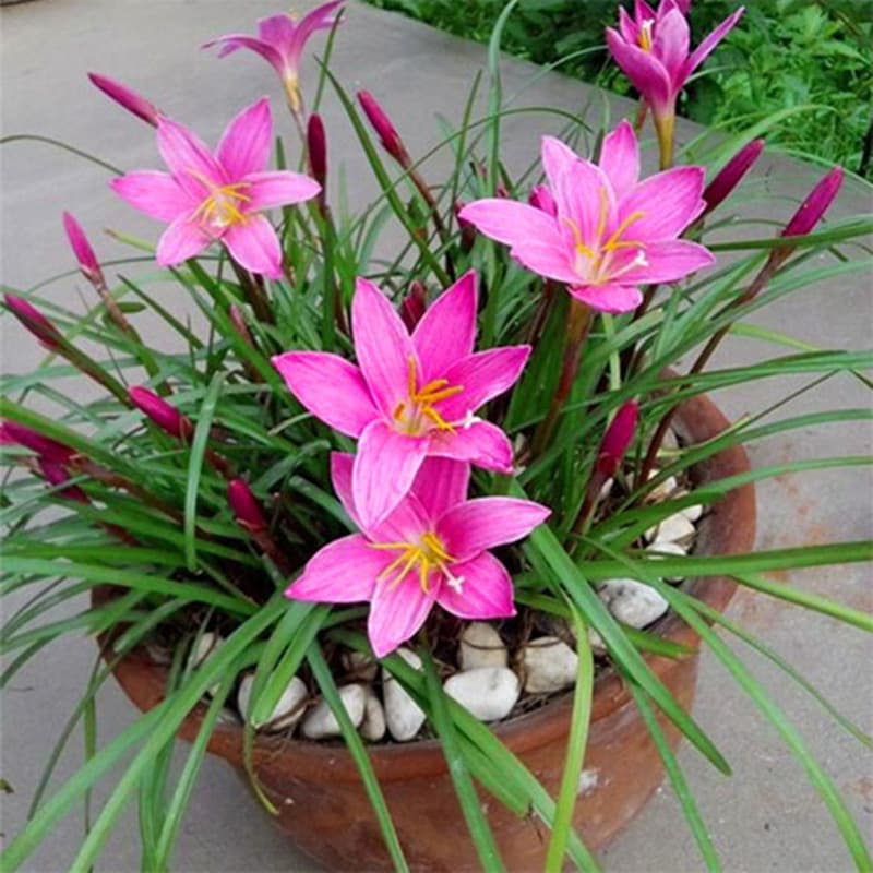Rain lily bulbs, double-flowered zephyranthes, spider lily seedlings, lycoris radiata, potted plants, ground planting, seasonal flowers, balcony plants, seeds, bulbs