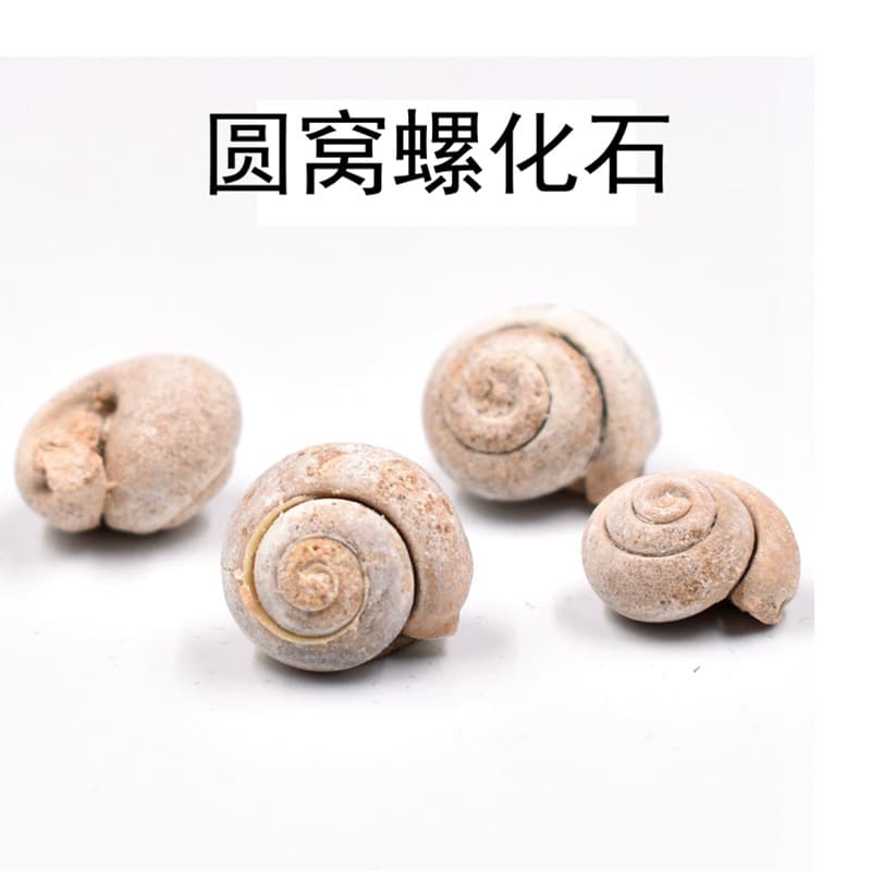 Original factory wholesale paleontological marine gastropod white round snail fossil raw stone geological science teaching specimen ornament.