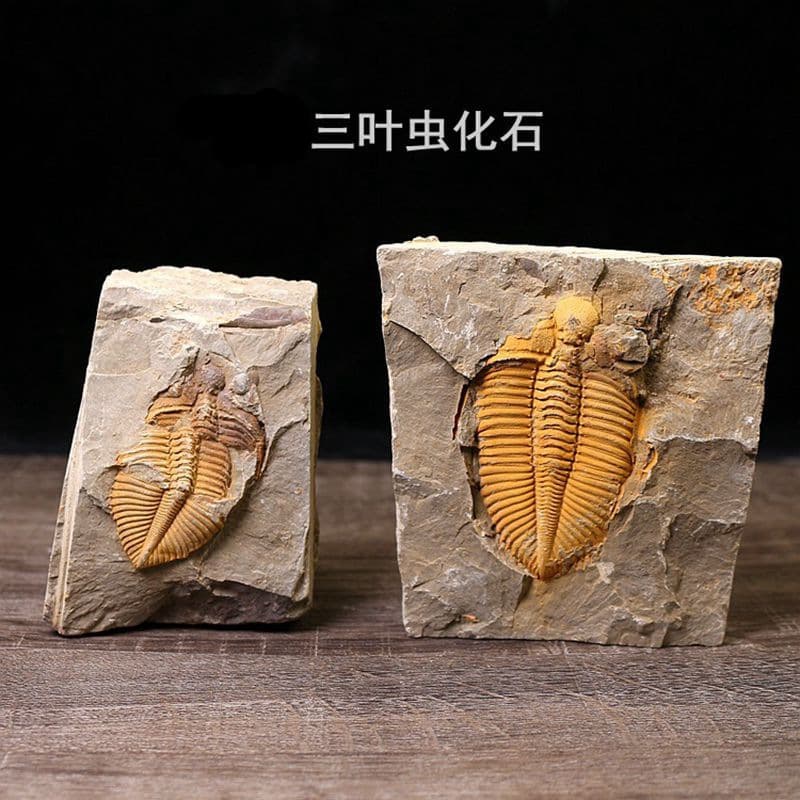 Hunan Xiangxi Trilobite Fossil Raw Stone Ancient Marine Creature Fossil Crown Worm Teaching Specimen Collection Science