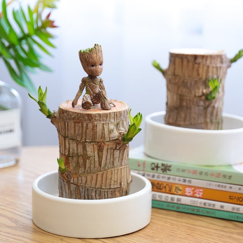 Brazilian Lucky Wood Hydroponic Potted Plant for Indoor Balcony Greenery - Lucky Wood Brazil Wood