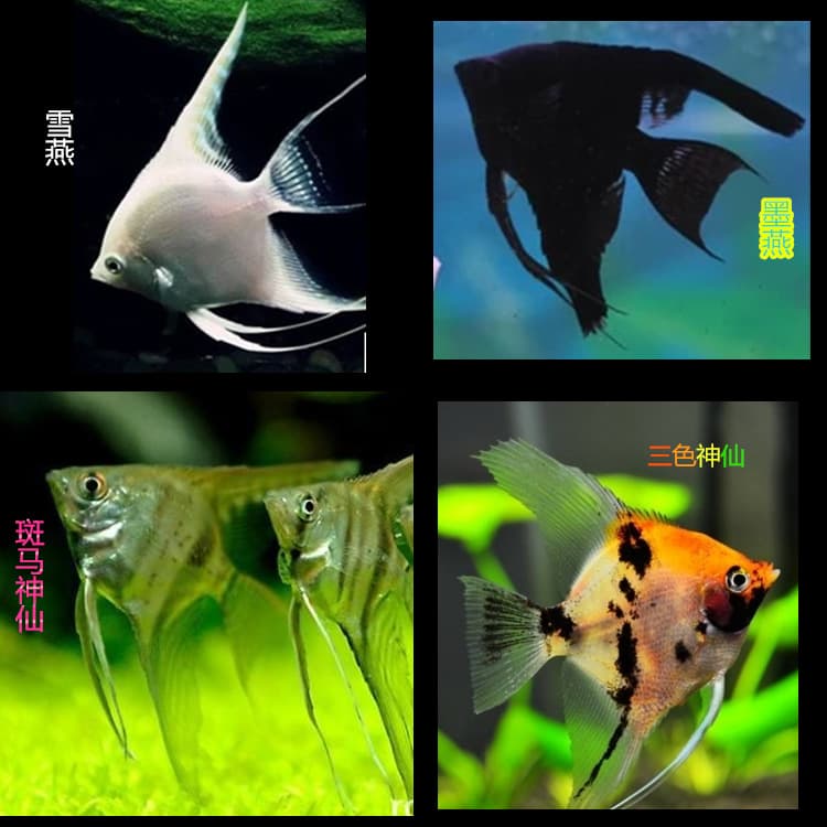 Wholesale Tropical Ornamental Fish Angelfish Black Angelfish Peruvian Angelfish Snow Angelfish Three-Color Angelfish Zebra Angelfish